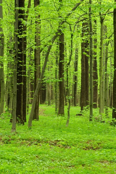 Orman manzarası — Stok fotoğraf