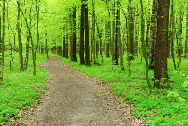 Skog — Stockfoto