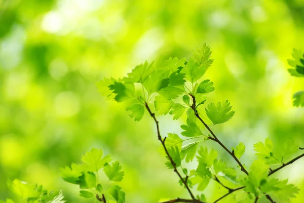 Grüne Blätter — Stockfoto