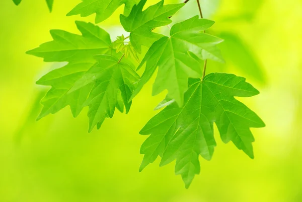 stock image Green leaves