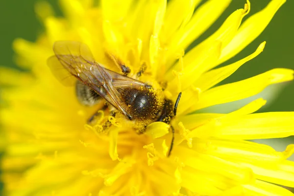 Пчела на одуванчике — стоковое фото