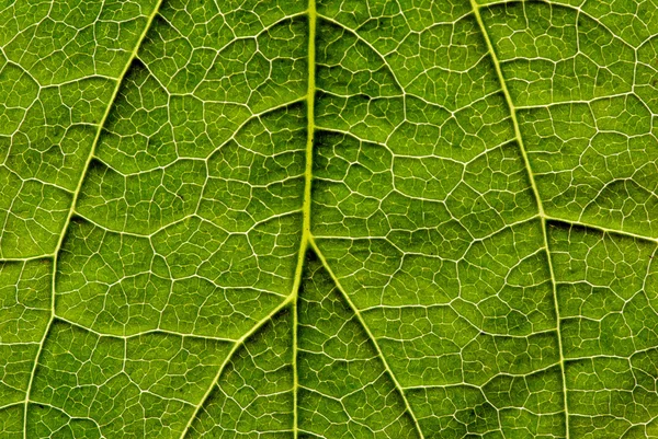 Tekstura liści — Zdjęcie stockowe