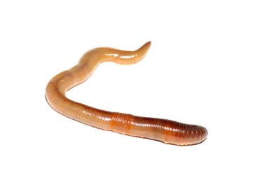 Worm on white clipart