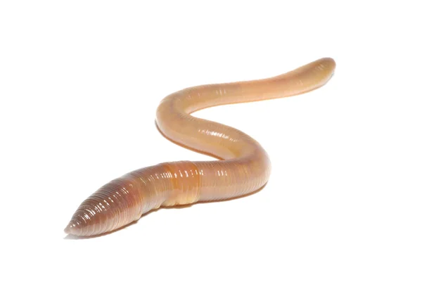 Worm on white — Stock Photo, Image
