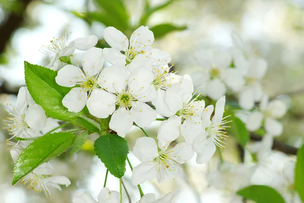 Branch with flowers — Stock Photo, Image