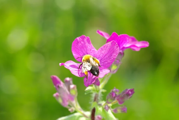 Flores de primavera con abeja — Foto de Stock