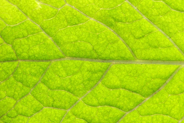 stock image Green leaf texture