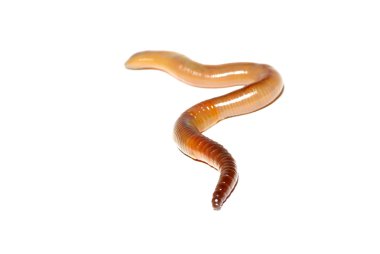 Worm on white clipart