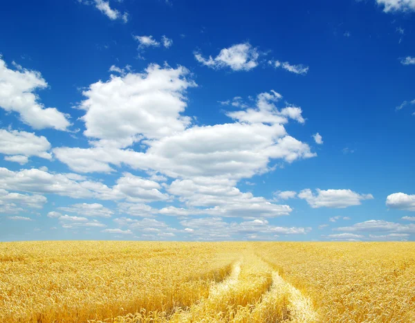 Золотая пшеница — стоковое фото