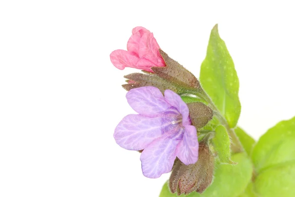 Flores violetas — Foto de Stock