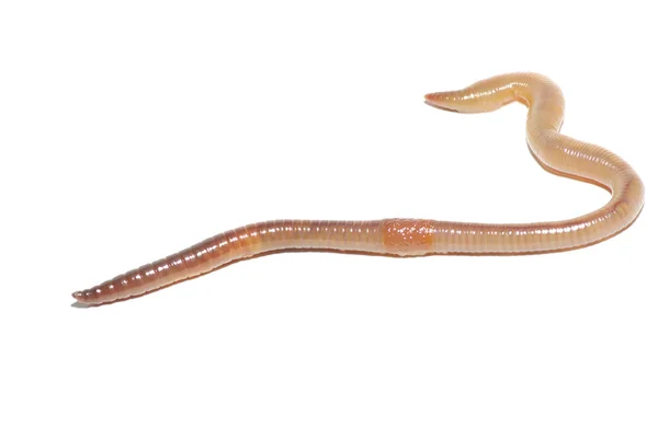 Earthworm on white — Stock Photo, Image