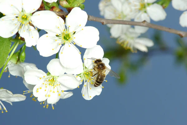Fiore e api — Foto Stock