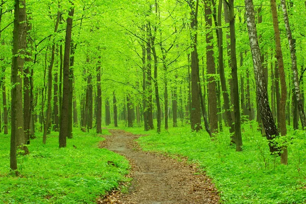 stock image Forest