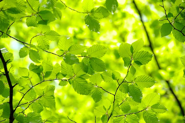 Groene bladeren — Stockfoto
