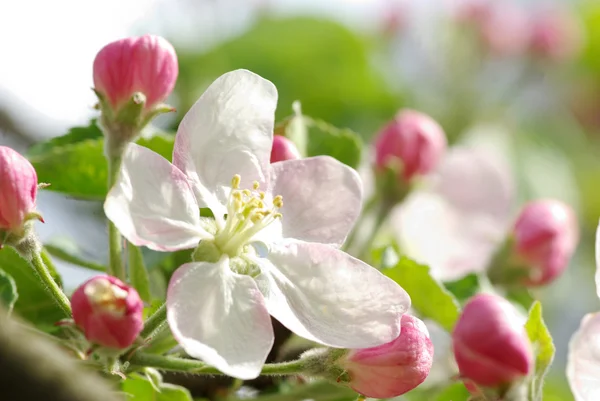 Pobočka na jaře s květy — Stock fotografie