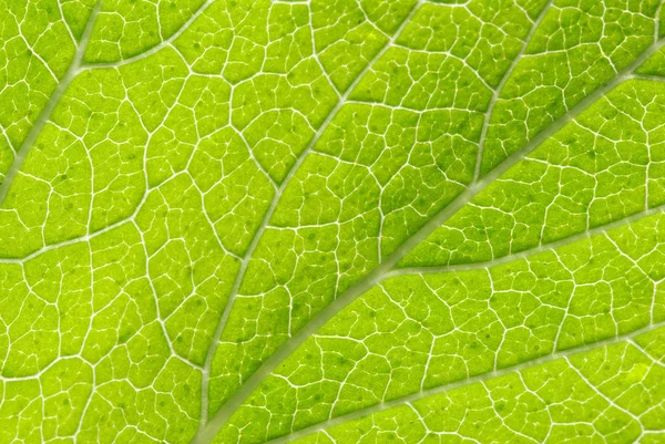 Textura de hoja verde —  Fotos de Stock