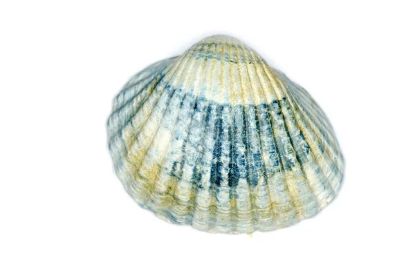 Shell on white — Stock Photo, Image