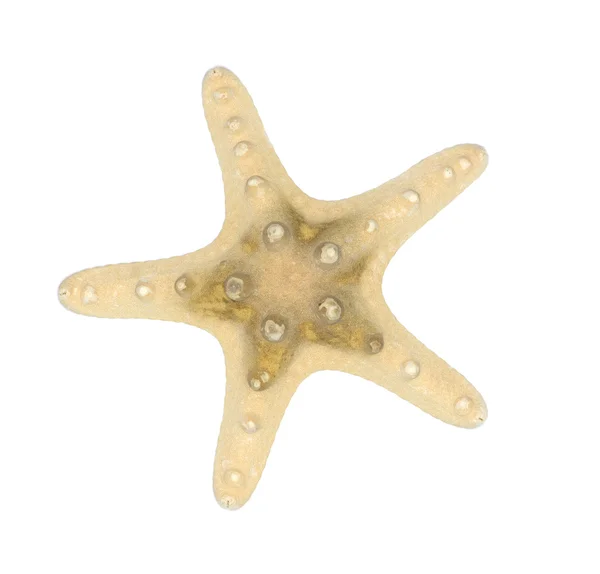 Mořská hvězda — Stock fotografie