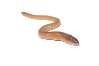 Worm on white clipart