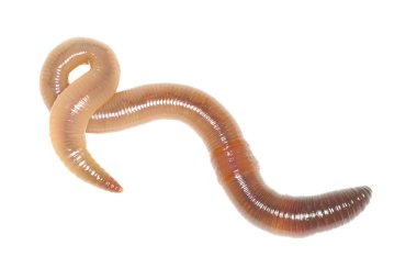 Earthworm clipart