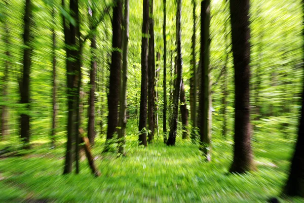 stock image Forest
