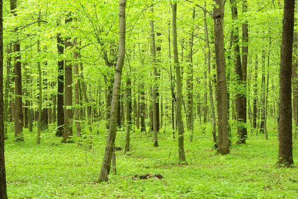 Lesní krajina — Stock fotografie