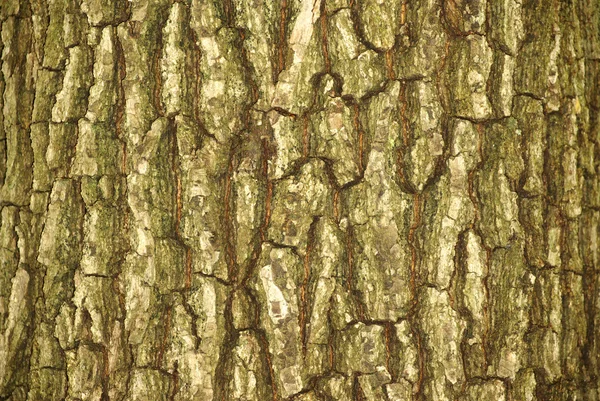 纹理树 — 图库照片