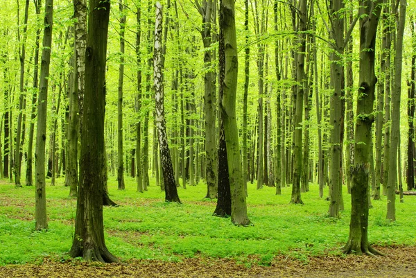 Bosque verde —  Fotos de Stock