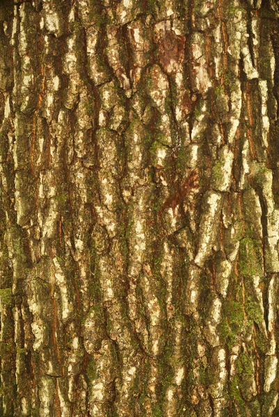 树皮纹理 — 图库照片