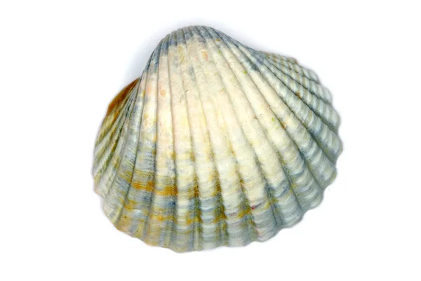 Shell på vit — Stockfoto