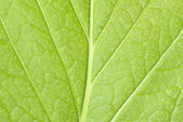 zelená listová texturu