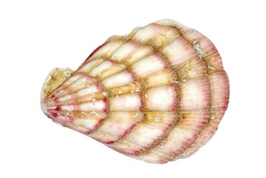 Sea shell clipart