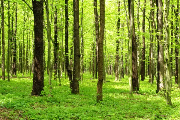 Skogslandskap — Stockfoto