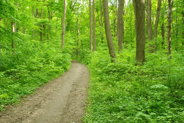 stock image Forest path