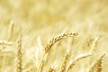 Wheat field clipart