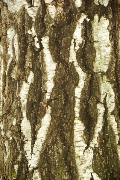 Textura da casca — Fotografia de Stock