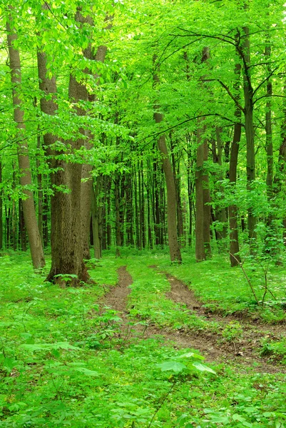 stock image Forest