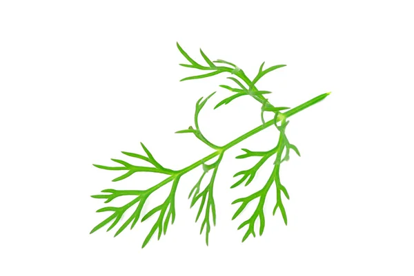 Dill on white — Stock Photo, Image