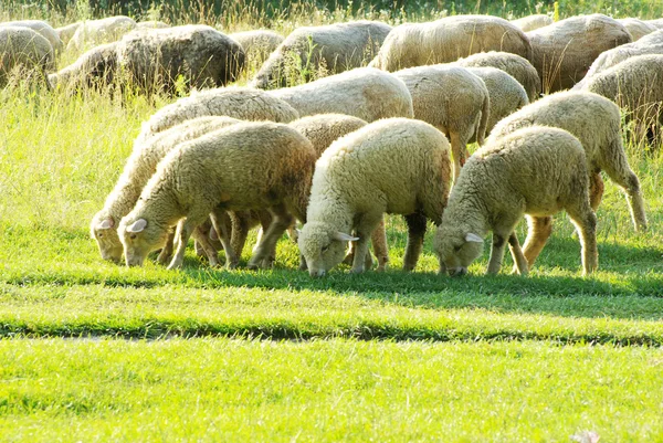 Ovce v louce — Stock fotografie