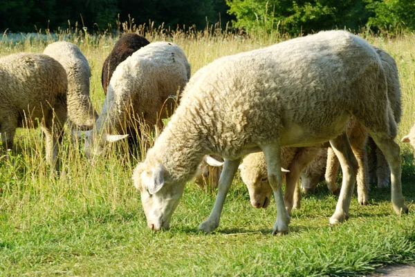 Moutons dans la prairie — Photo