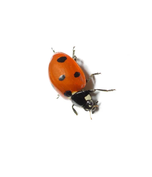 Ladybug Stock Image