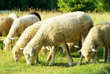 Sheep in meadow clipart