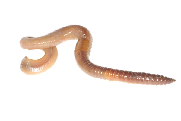 Земляной червь на белом — стоковое фото