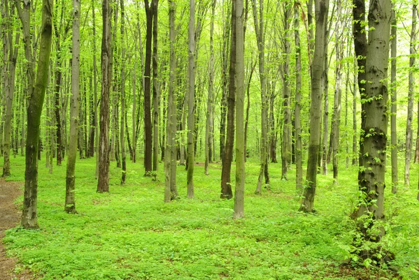 Zöld erdő — Stock Fotó