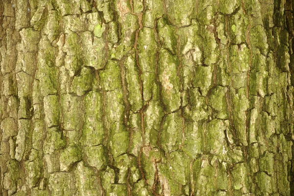 Bark texture — Stock Photo, Image