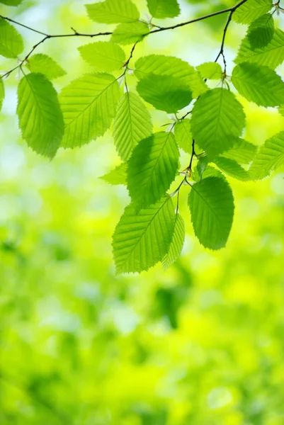 Зеленые листья — стоковое фото