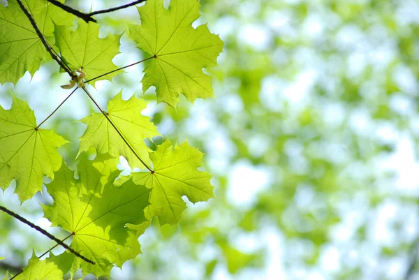 Zöld levelek — Stock Fotó