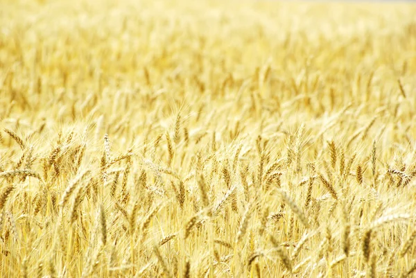 Fields of wheat — Stock Photo, Image