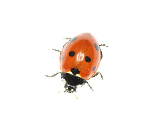Ladybug Royalty Free Stock Photos