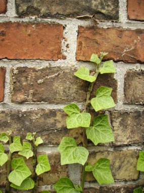 The young ivy clings to a brick wall clipart